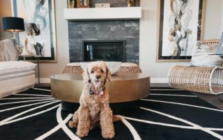 A dog named Magoo at the Wedderburn Showhome