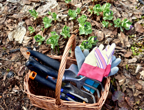 Spring Cleaning – Getting Your Yard Ready